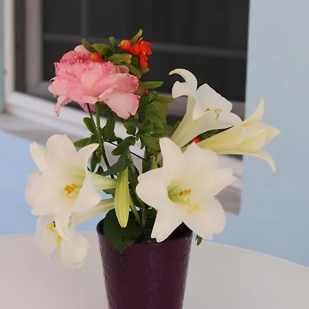 بيت ضيافة Garden 3*